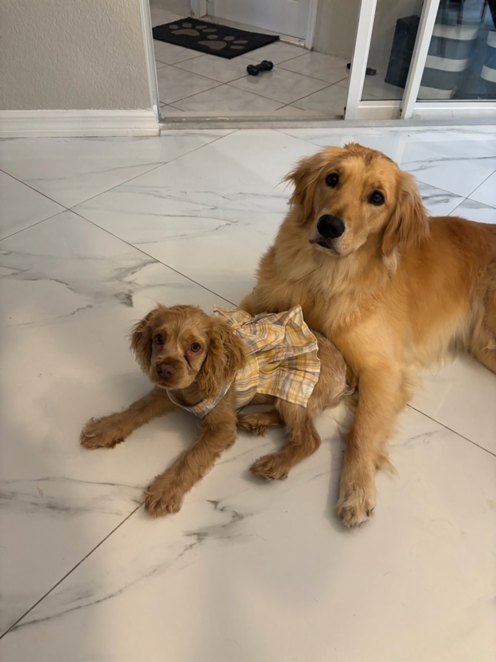 Assorted Dogs' Dresses/Harnesses - Picture 4 of 6